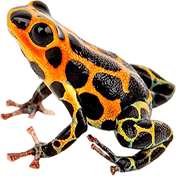 Intermedius Dart Frog